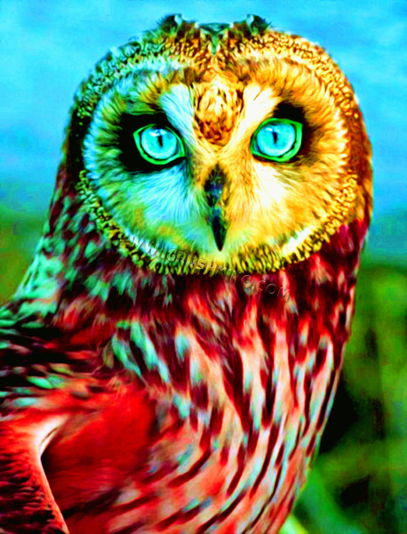 Холст с красками по номерам 22х30 см. Пронзительный взгляд совы (Арт. HS270)
